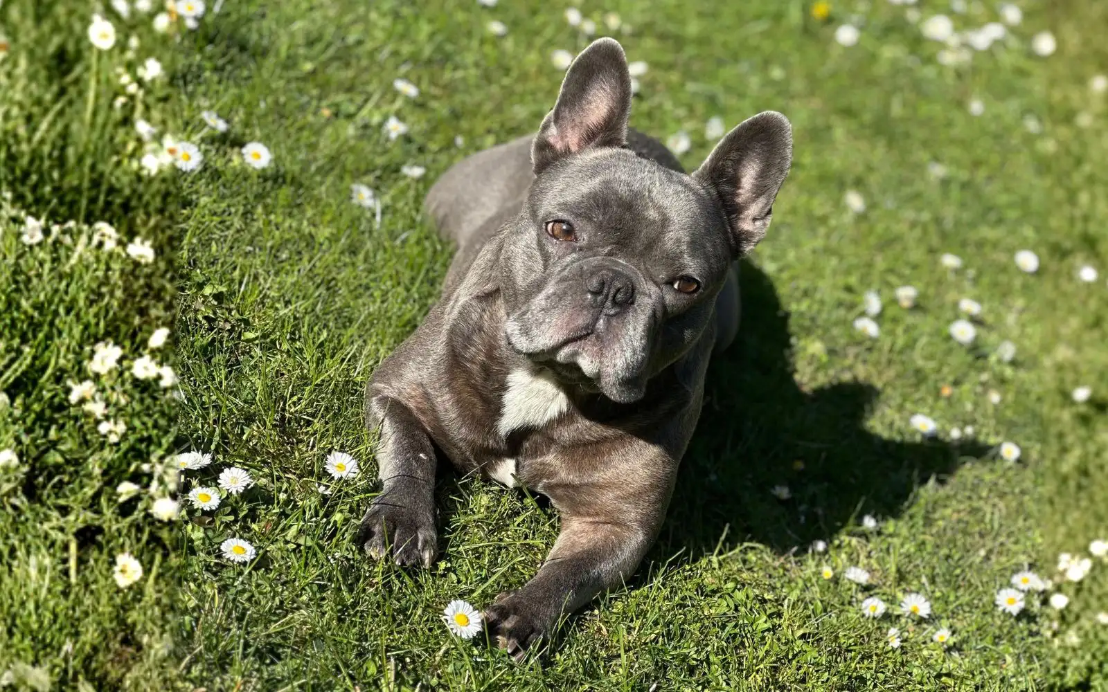 Milo – Mese 1
