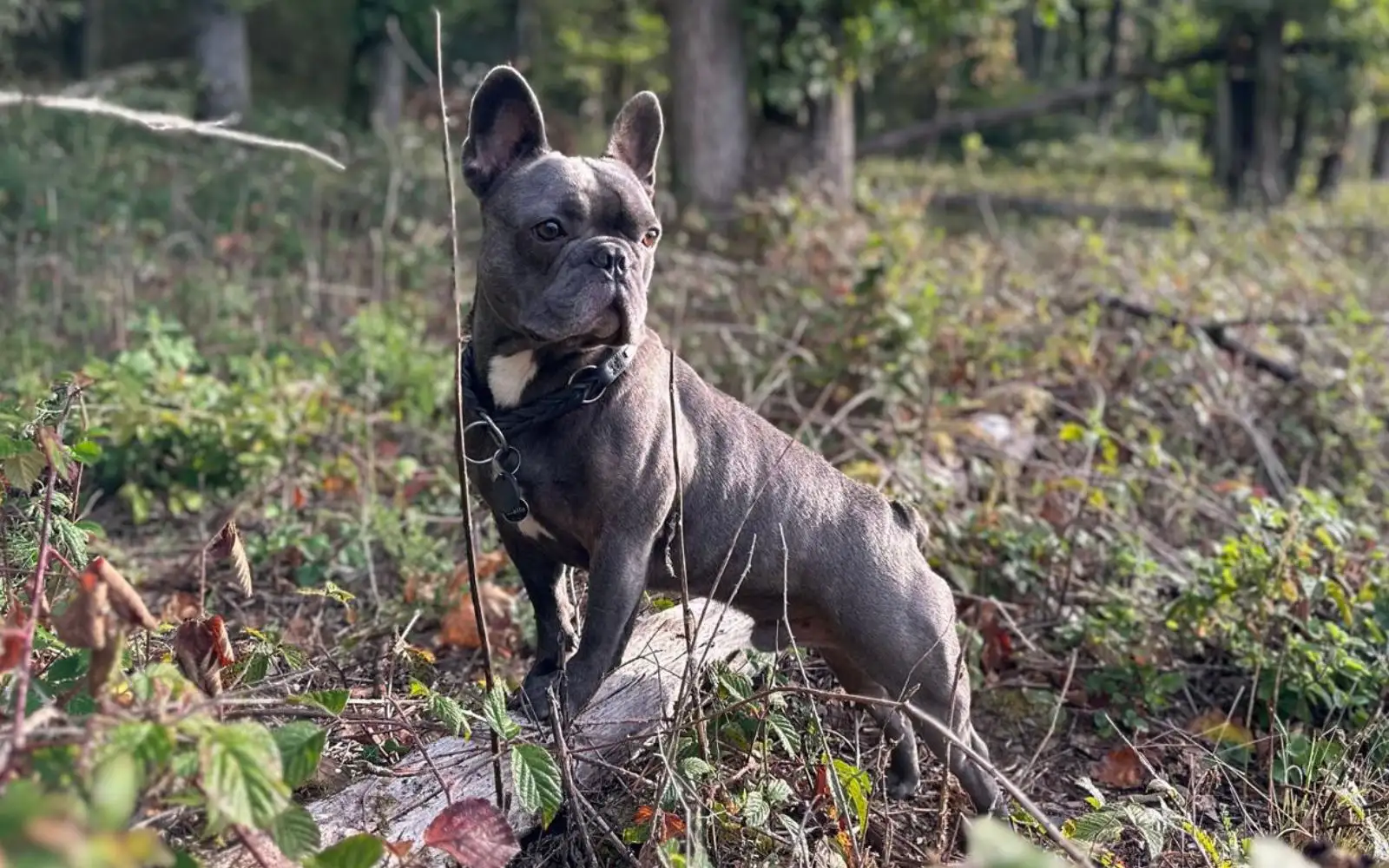 Milo – Mese 2