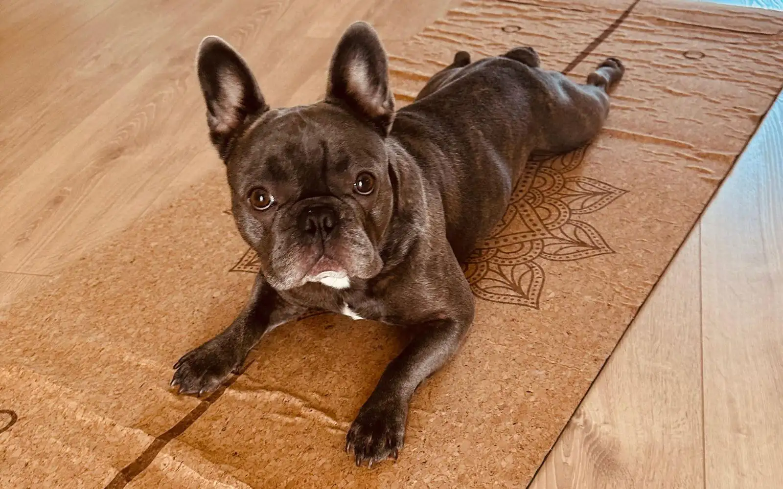 Milo – Mese 3